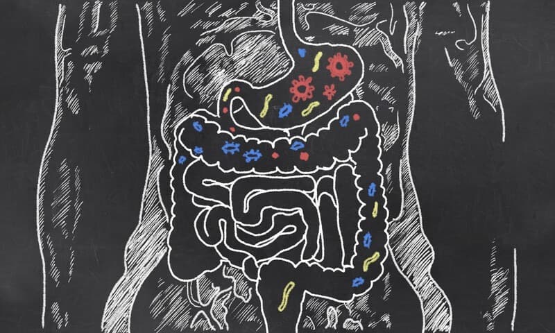 Les légumes lactofermentés soutiennent l’activité physique et la récupération.￼